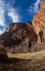 Extreme wide-angle or fisheye image of steep cliffs and winter foliage in Zion National Park, Utah