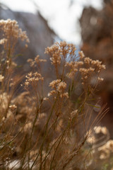 Dried flowers and brown winter foliage in Zion National Park, Utah