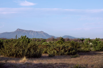 Naklejka premium Scenic steppe landscape with Apennine mountains range in background. Migliarino san rossore National Park. Coastal vegetation with shrubs and bushes. Tuscany rural landscape, Italy
