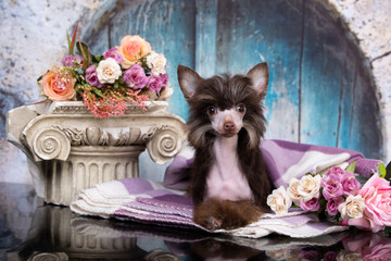 chinese crested dog lying on the bed and looking at the camera