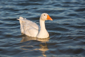 White goose swimming in the pond. Waterfowl.