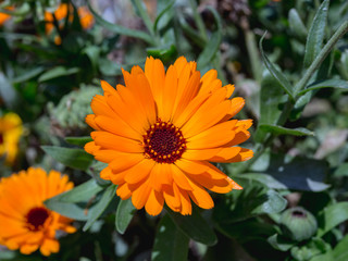 Calendula officinalis. Orange flower field. The view from the top.