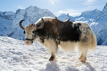 Black and white yak in the snow.