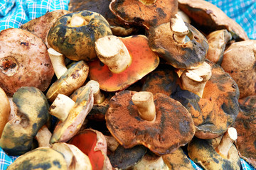 Heap of edible autumn fungus mushrooms on blue cloth
