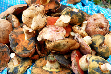 Heap of edible autumn fungus mushrooms on blue cloth