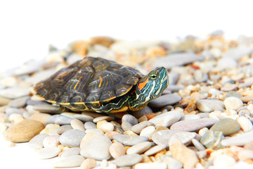 Naklejka premium Sea turtle on the sand with isolated white background