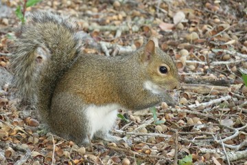 Naklejka na ściany i meble Gray american squirrel eating acorn in Florida wild, closeup
