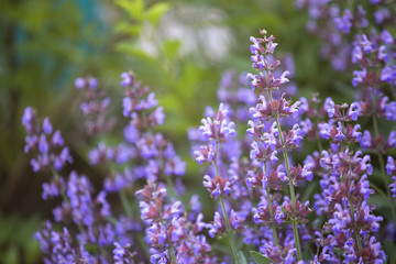 Salvia pratensis , meadow clary or meadow sage purple flowers in meadow in garden in summer....