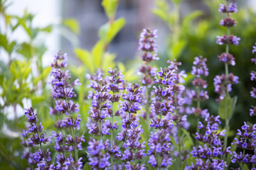 Fototapeta premium Salvia pratensis , meadow clary or meadow sage purple flowers in meadow in garden in summer. Collection of medicinal plants during flowering in summer and spring. Medicinal herbs. self-medication.