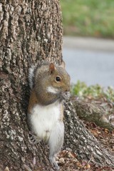 Beautiful gray american squirrel eating acorn in Florida nature, closeup