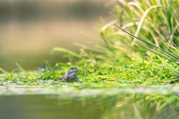 frog on green pond