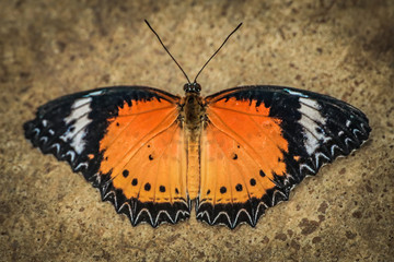 butterfliy on flowers