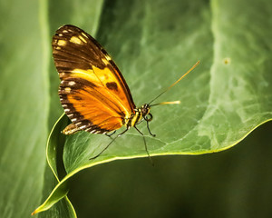 butterfliy on flowers