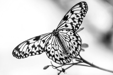 butterfliy on flowers