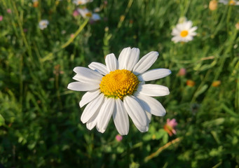 Obraz premium camomile in grass in focus