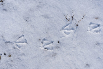 Seagull tracks in snow