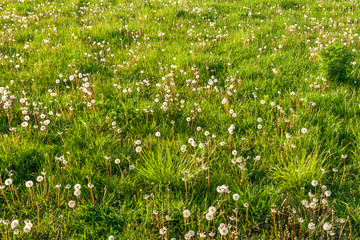 Field of dandelions