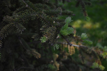 summer forest coniferous forest needles spruce ecology tree branch