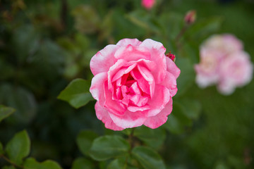 pink rose in garden
