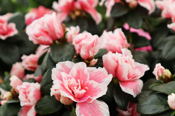 Plantation house with pink flowers