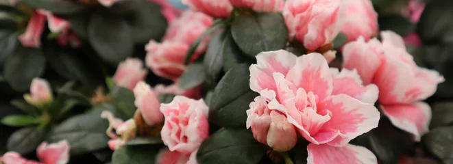 Fototapeten Azalee Indoor azalea flowers close up  © Zhanna