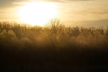 早朝の霧氷