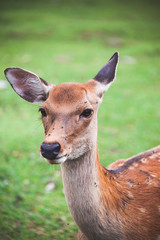 Close-up of a deer in Nara, Japan