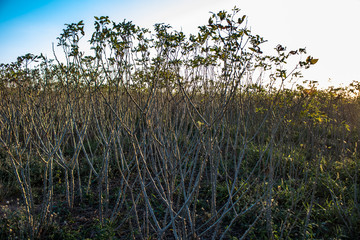 Cassava or manioc plant on field with selective focus in Brazil