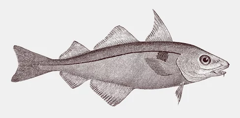 Foto op Canvas Threatened haddock melanogrammus aeglefinus, highly commercial food fish from the Northeast Atlantic Ocean © M