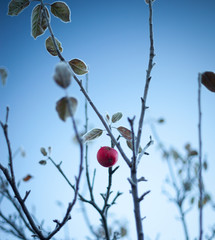 Lone red apple remaining on a frozen tree in crisp winter
