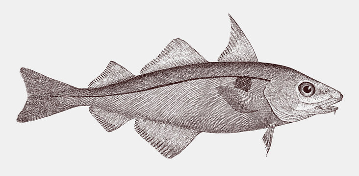 Threatened haddock melanogrammus aeglefinus, highly commercial food fish from the Northeast Atlantic Ocean