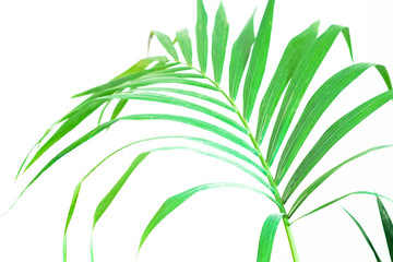 Decorative Areca palm over white background