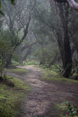Fototapeta na wymiar Misty scary forest in Anaga Natural Park . Tenerife. Green and brown tones. Background