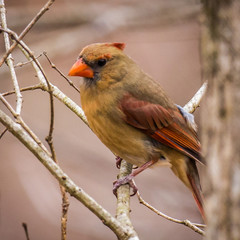 backyard birds