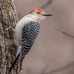 backyard birds