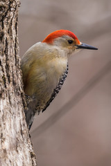 backyard birds