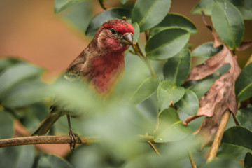 backyard birds