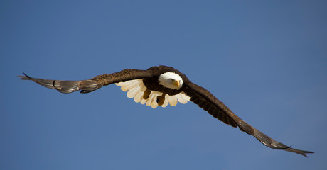 Bald Eagle Flying