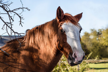 Red horse with white streaked face and pretty but kind of spooked eyes with grass in its mouth behind branches but with blurred fence and trees behind