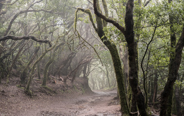 Misty scary forest in Anaga Natural Park . Tenerife. Green and brown tones. Background
