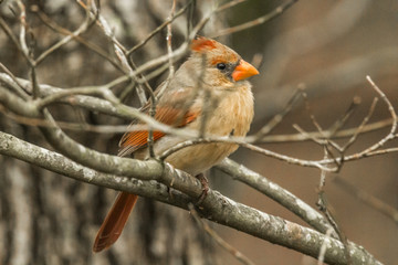 Fototapeta premium backyard birds