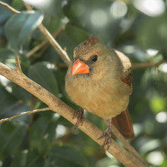 backyard birds