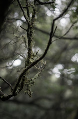 Fototapeta na wymiar Green tree branch wiyh leaves in rainy foggy weather