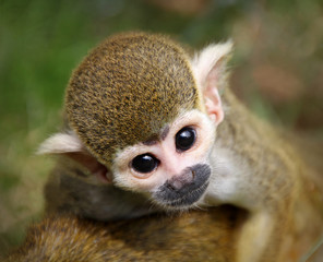 Squirrel Monkey Observing the World from the Back of Its Mother