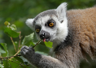 Lemur Feeding on a Twig