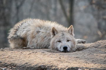 Obraz premium Arctic wolf (Canis lupus arctos)