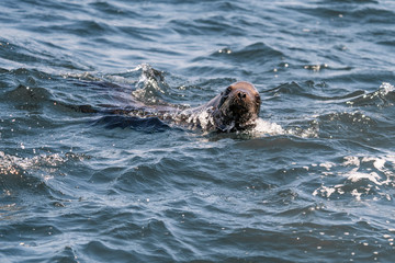 Obraz premium Sea Lion in the Waves - Monterey Bay, California