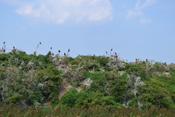 Kormorany siedzące na drzewach, Mazury, Polska