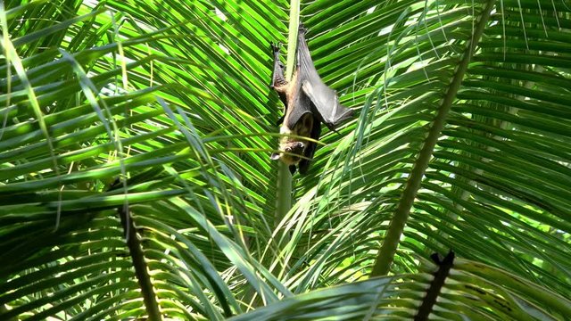 ein Flughund h&auml;ngt in den Palmen und f&auml;chert sich Luft zu, weil ihm warm ist
