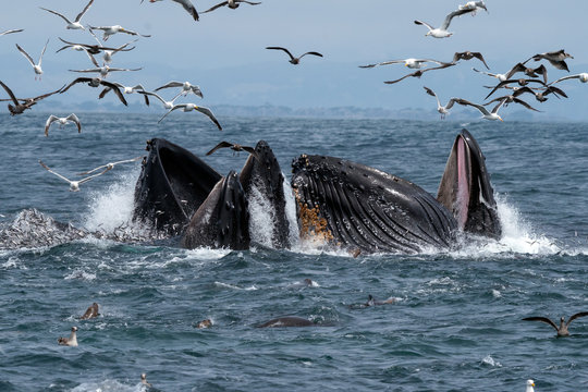 Humpback Whales Lunge Feeding - Monterey Bay, California